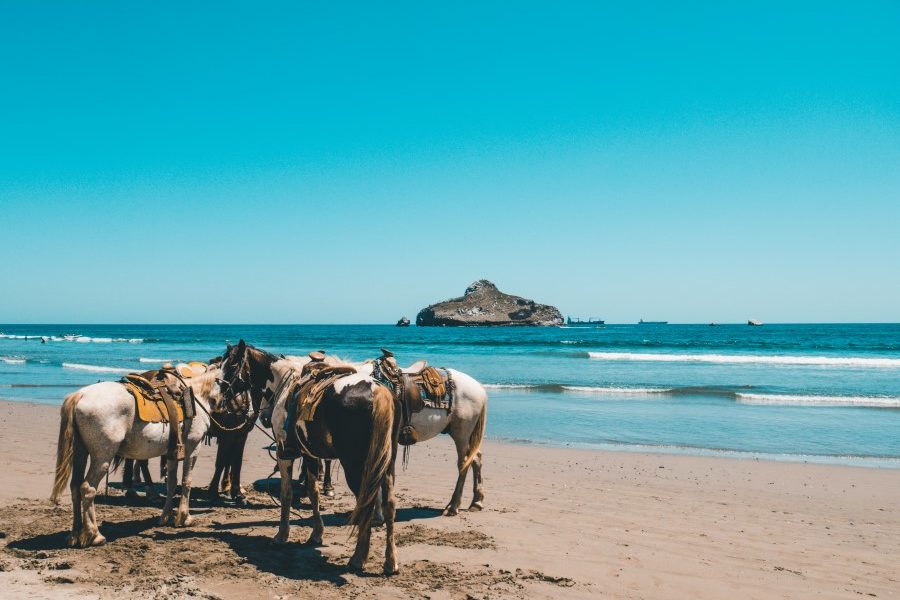 horses-standing-by-beach-clear-blue-sea-mountain